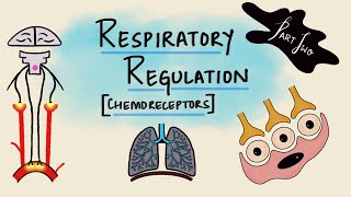 Respiratory Regulation  Part 2  Chemoreceptors  Chemical Regulation  Respiratory Physiology [upl. by Wilsey151]