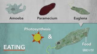 Protists  Sci NC [upl. by Econah146]