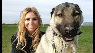 TURKISH KANGAL DOG  WOLF KILLER OR PET [upl. by Ninazan684]