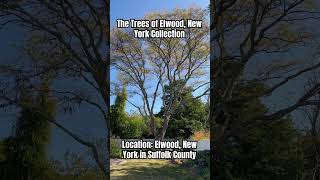 The Trees of Elwood Collection 16 [upl. by Asp140]