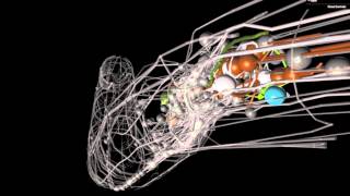 A brief introduction to C elegans [upl. by Nyra]