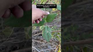 Native Legume Large Leatherroot californianativeplants [upl. by Ihab]