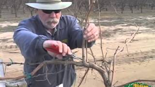 Pruning Grapes 2014 [upl. by Linkoski]