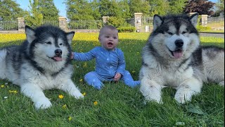 Adorable Baby Boy Protected By Wolves He Experiences Grass For First Time [upl. by Aniehs771]