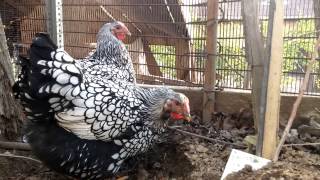 HD SILVER LACED WYANDOTTE CHICKENS POLLO POULET [upl. by Whitehurst]