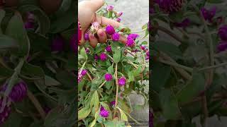 Gomphrena plant care tips shorts [upl. by Elletse]