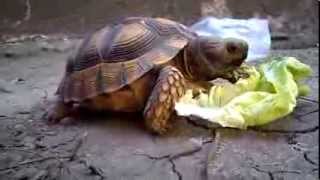 Tortuga comiendo lechuga [upl. by Ecinereb]