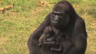 Een unieke gorillatweeling  Burgers Zoo Natuurlijk  Arnhem [upl. by Anaujd]