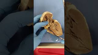 Sheep heart dissection and safety [upl. by Sapowith]