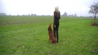 Hundesport  freudiger Training  Teil1  Obedience [upl. by Edya]