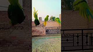 ULTA LATANE WALA PARROT funny comedy parrot [upl. by Yesor]