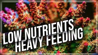 Nutrient Concepts in the SPS Reef Tank  Important Acropora nutrient concepts [upl. by Rowney123]