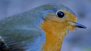 Pettirosso  European Robin Erithacus rubecula [upl. by Micah]