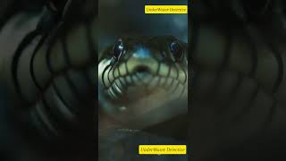 MindBlowing Facts About Sea Snakes seasnake explore facts shorts youtubeshorts [upl. by Auqkinahs685]