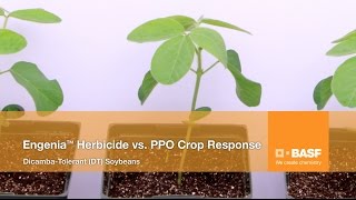 See how Engenia® Herbicide Stacks Up Against PPO Herbicides [upl. by Aisiram412]