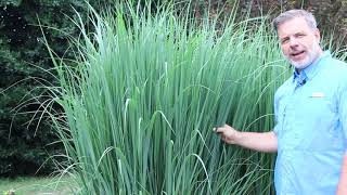 Northwind switchgrass Panicum virgatum Northwind  Plant Identification [upl. by Stent595]