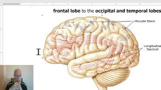 Anatomy of CNS Module in Arabic 2024 Association fibers in cerebral hemispheres by Dr Wahdan [upl. by Euv]