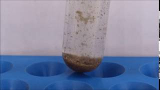 Sanosil effect on biofilm [upl. by Henarat995]