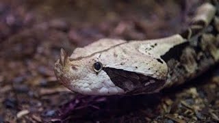 Gaboon Viper Snake 🐍  4K Resolution Video CuteBabyAnimals [upl. by Sivam]