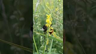 Whats the SECRET to a Busy Bee in Flowern [upl. by Jack]