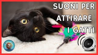 Gatto che miagola  7 SUONI PER ATTIRARE I GATTI Guarda La Reazione Del Tuo GATTO [upl. by Silva]