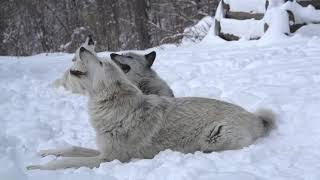 Magical Moment Three Wolves Howling in the Snow [upl. by Balbinder]