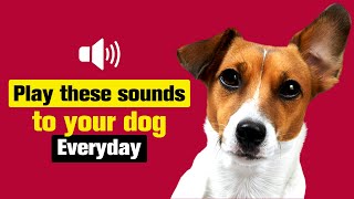 Play these Sounds to your DOG Everyday [upl. by Izzy]