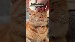 Cats Reveal Their Favorite Touch Spots catbehavior [upl. by Weig]