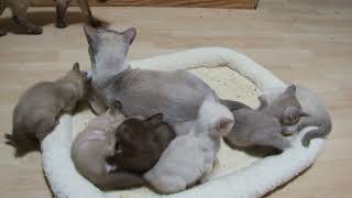 Zanadu Tonkinese kittens [upl. by Belldas]