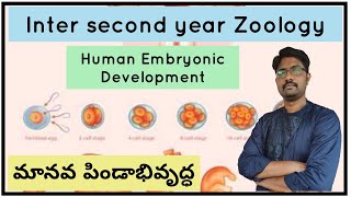 Human Embryonic Development  మానవ పిండాభివృద్ధ [upl. by Etnoj37]