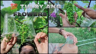 SIKRETO PARA MATULOY ANG FLOWERS NG UBAS 🍇 TIPS [upl. by Dranrev]