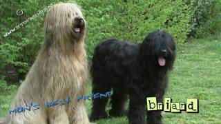 Briard 03  puppy love [upl. by Pauli]