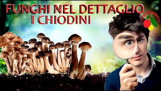 I chiodini funghi nel dettaglio [upl. by Mariandi]