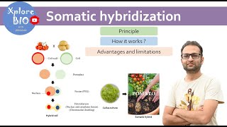 Somatic hybridization Plant tissue culture Principle how it works  Protoplast fusion [upl. by Estel]