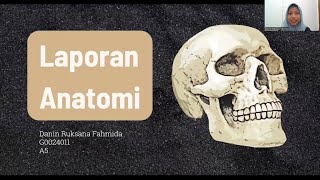 Anatomi Mandibula Regio Antebrachii Manus Articulatio Genu dan Os Femur [upl. by Arraek970]