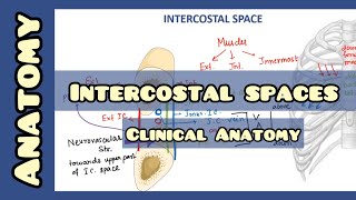 Intercostal Space  Anatomy and Clinical Importance [upl. by Boudreaux970]