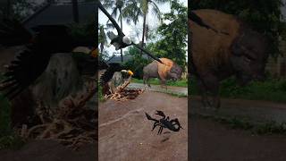 Buffalo Vulture And scorpion Eagle shorts youtubeshorts eagle [upl. by Hahsi]