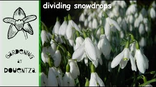 How To Divide Snowdrops  propagate and plant in the green [upl. by Whitehurst]