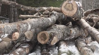 An inside look at a winter timber harvest in Maine [upl. by Yevol]