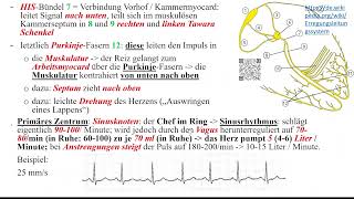 Herz 4 Erregungsbildung und Erregungsleitung [upl. by Berta]