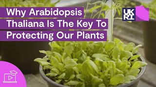 Why Arabidopsis Thaliana Is The Key To Protecting Our Plants  Thale Cress Explained [upl. by Pickford599]