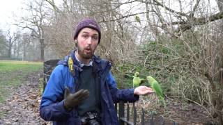 Ring Necked Parakeets in Hyde Park London [upl. by Assilanna752]