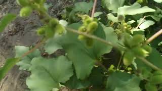 Spotlight on Plants Cocklebur Xanthium strumarium 9622 Tecolote Canyon San Diego [upl. by Yrrah]