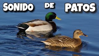 🔴 Sonido de PATOS para Perros [upl. by Thier]