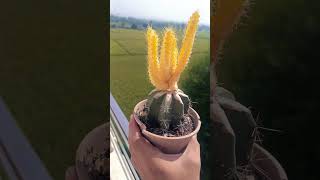 Echinocereus pentalophus variegata graft [upl. by Hafler]