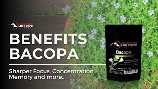 Bacopa Monnieri the Ultimate Herbal Nootropic [upl. by Bultman484]