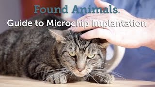 Guide to Microchip Implantation [upl. by Nair238]