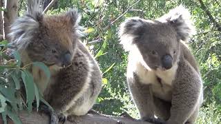 Koala Enclosure at Tidbinbilla Nature Reserve [upl. by Culosio]