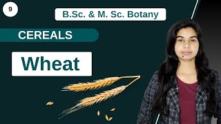 Economic Botany  CEREALS  WHEAT  B Sc amp M Sc [upl. by Maer]