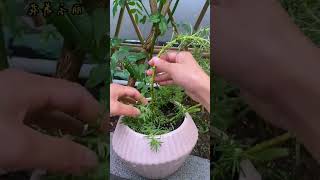 Decoration portulaca flower in pot shortvideo gardening portulaca portulacaflower bonsai diy [upl. by Nalliuq]